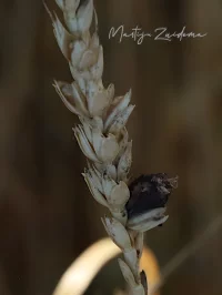 Korenzwammen [Clavicipitaceae]